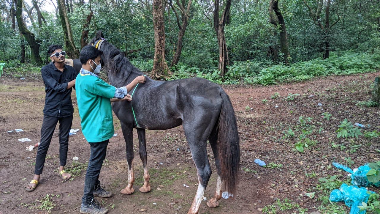 Horse Body Measurments